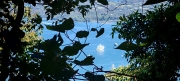 Thumbnail of pic_Cindy_Tse_019.jpg