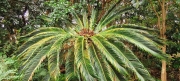 Thumbnail of pic_Derek_Wong_009.jpg