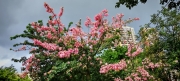 Thumbnail of pic_Cindy_Tse_001.jpg