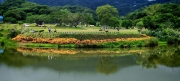 Thumbnail of pic_Cindy_Tse_030.jpg