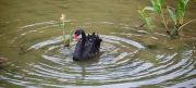 Thumbnail of pic_Cindy_Tse_036.jpg