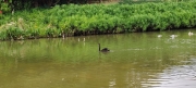 Thumbnail of pic_Derek_Wong_069.jpg