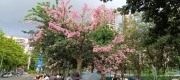 Thumbnail of pic_Mingle_Tam_001.jpg