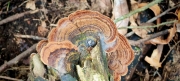 Thumbnail of pic_Cindy_Tse_017.jpg