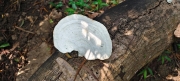 Thumbnail of pic_Derek_Wong_008.jpg