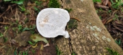 Thumbnail of pic_Derek_Wong_009.jpg