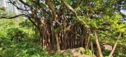 Thumbnail of pic_Derek_Wong_023.jpg