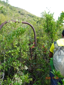 Thumbnail of pic_LK_Cheung_036.JPG