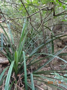 Thumbnail of pic_LK_Cheung_051.JPG