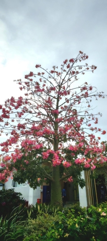 Thumbnail of pic_Cindy_Tse_003.jpg