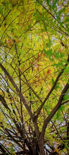 Thumbnail of pic_Cindy_Tse_011.jpg