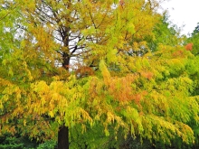 Thumbnail of pic_Lee_Shing_007.JPG