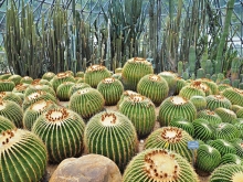 Thumbnail of pic_Lee_Shing_032.JPG