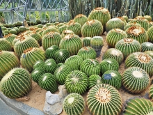 Thumbnail of pic_Lee_Shing_033.JPG