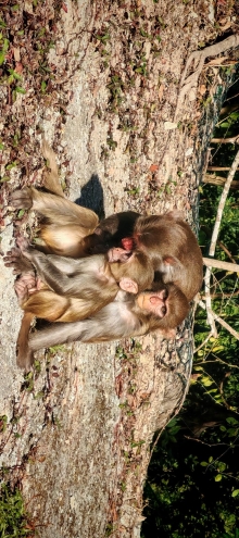 Thumbnail of pic_Cindy_Tse_008.jpg