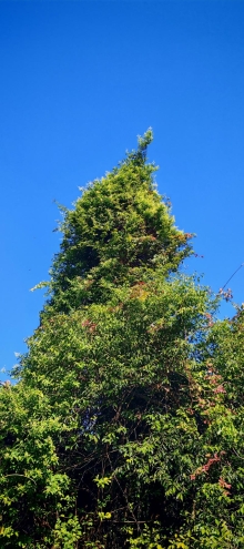 Thumbnail of pic_Cindy_Tse_017.jpg