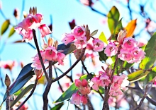 Thumbnail of pic_Lee_Shing_019.JPG