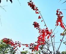 Thumbnail of pic_Lee_Shing_033.JPG