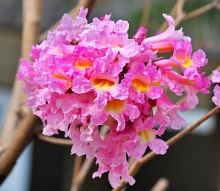 Thumbnail of pic_Lee_Shing_035.JPG