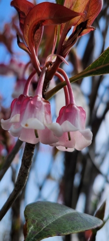 Thumbnail of pic_Si9_018.jpg