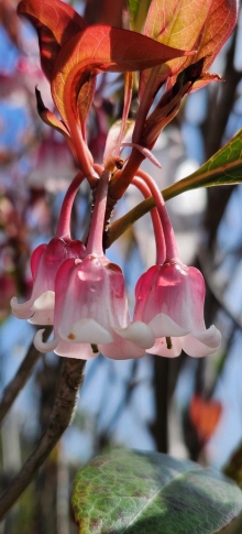 Thumbnail of pic_Si9_019.jpg