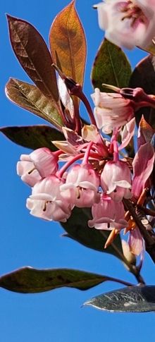 Thumbnail of pic_Si9_038.jpg