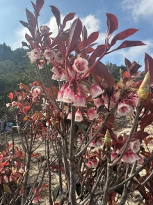 Thumbnail of pic_TB_Tung_010.JPG