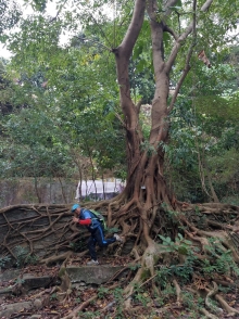 Thumbnail of P2010005.jpg