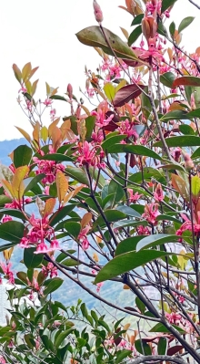 Thumbnail of pic_Dicky_Poon_001.JPG