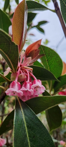 Thumbnail of pic_Si9_012.jpg