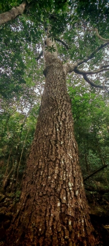 Thumbnail of pic_Cindy_Tse_007.jpg