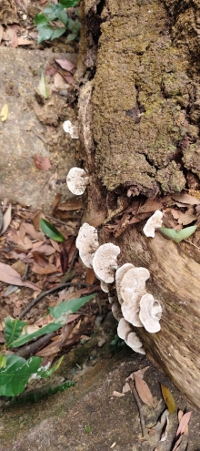 Thumbnail of pic_Derek_Wong_048.jpg