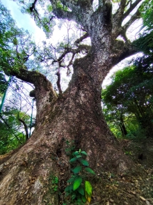 Thumbnail of pic_Anissa_Yip_004.jpg