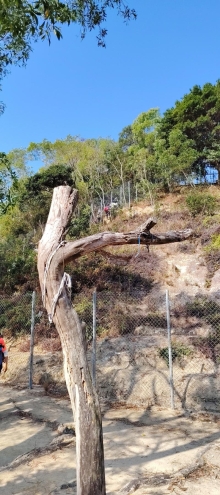 Thumbnail of pic_Wong_043.jpg