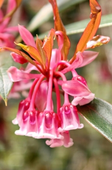 Thumbnail of pic_KL_Sin_019.jpg