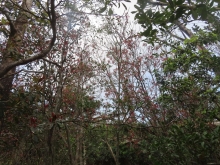 Thumbnail of pic_Sun_Chow_030.JPG