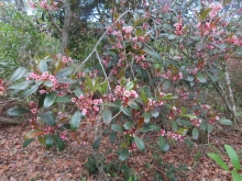 Thumbnail of pic_Sun_Chow_031.JPG