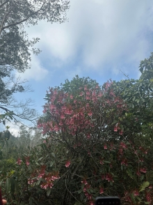 Thumbnail of pic_TB_Tung_005.JPG