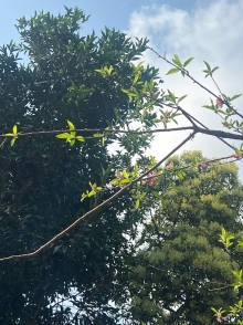 Thumbnail of pic_Winnie_Chung_003.JPG