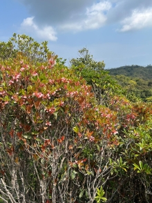 Thumbnail of pic_Winnie_Chung_041.JPG