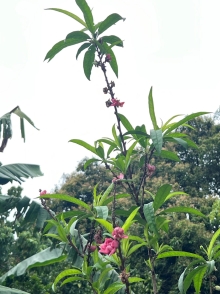 Thumbnail of pic_Winnie_Chung_013.JPG