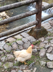 Thumbnail of pic_Teresa_Tse_069.jpg