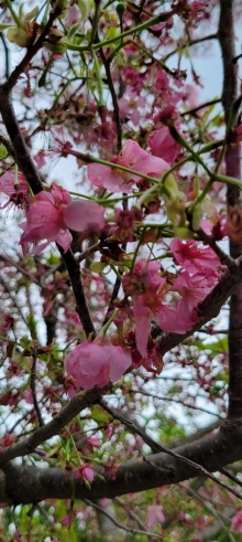 Thumbnail of pic_Teresa_Tse_113.jpg