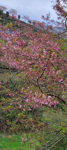 Thumbnail of pic_Teresa_Tse_114.jpg