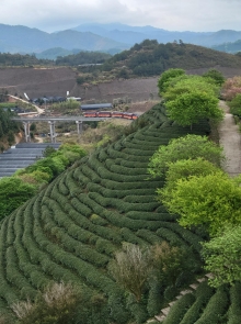 Thumbnail of pic_Teresa_Tse_129.jpg