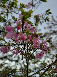 Thumbnail of pic_Teresa_Tse_130.jpg