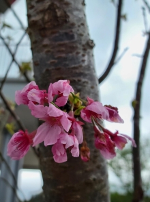 Thumbnail of pic_Teresa_Tse_132.jpg