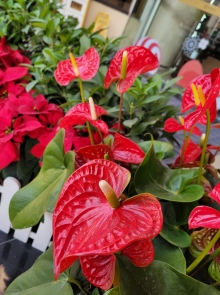 Thumbnail of pic_Teresa_Tse_170.jpg