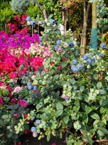 Thumbnail of pic_Teresa_Tse_180.jpg