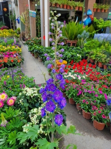 Thumbnail of pic_Teresa_Tse_187.jpg